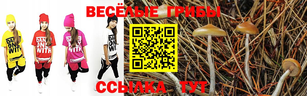 Псилоцибиновые грибы Cubensis Корсаков